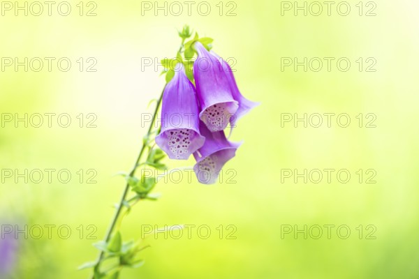 Common foxglove (digitalis purpurea) blossoms in summer, Hesse, Germany