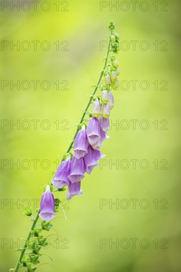 Common foxglove (digitalis purpurea) blossoms in summer, Hesse, Germany