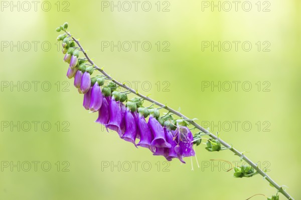 Common foxglove (digitalis purpurea) blossoms in summer, Hesse, Germany