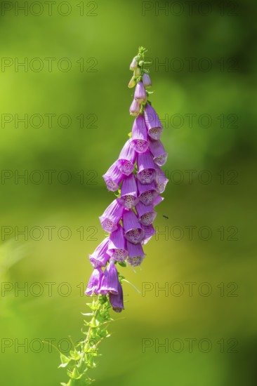 Common foxglove (digitalis purpurea) blossoms in summer, Hesse, Germany