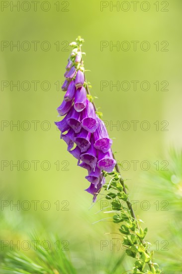 Common foxglove (digitalis purpurea) blossoms in summer, Hesse, Germany
