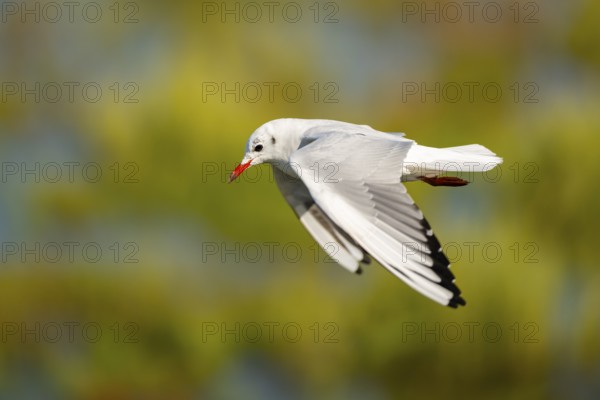 Black-headed gull (Chroicocephalus ridibundus) flying, Camargue, France