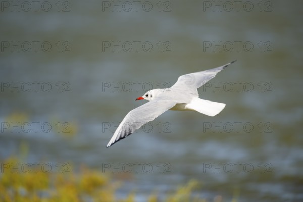 Black-headed gull (Chroicocephalus ridibundus) flying, Camargue, France