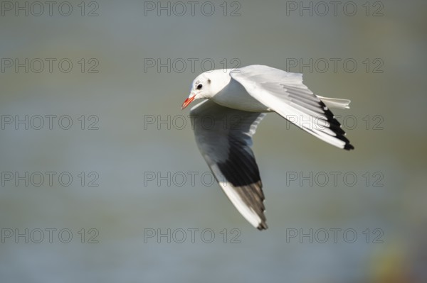 Black-headed gull (Chroicocephalus ridibundus) flying, Camargue, France