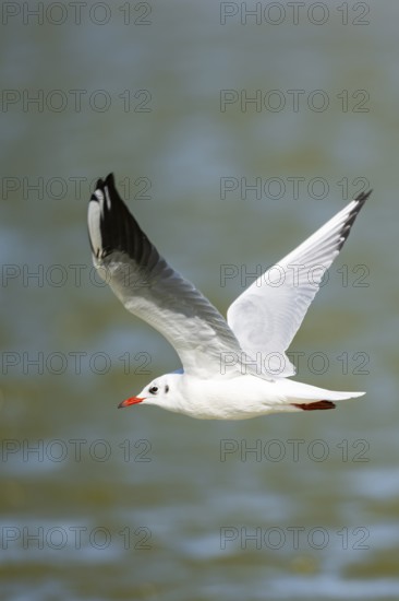 Black-headed gull (Chroicocephalus ridibundus) flying, Camargue, France