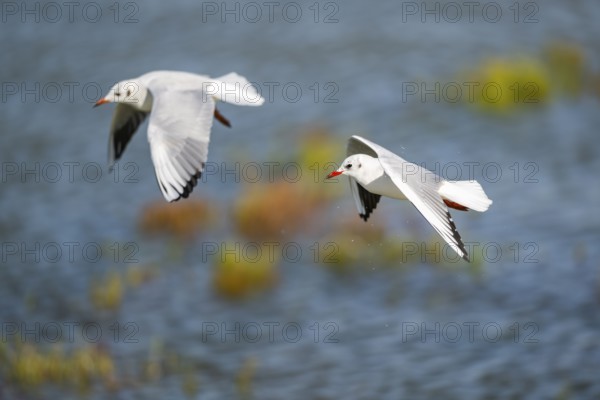 Black-headed gull (Chroicocephalus ridibundus) flying, Camargue, France