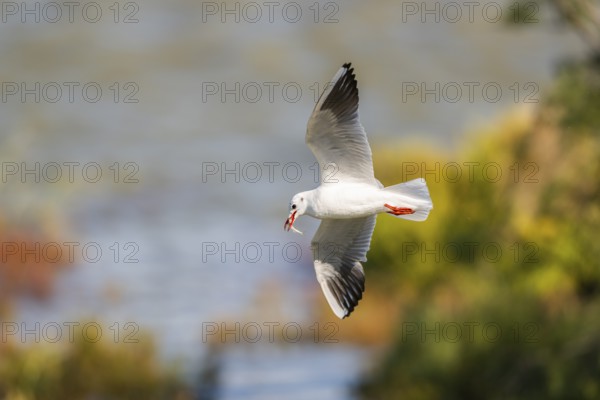 Black-headed gull (Chroicocephalus ridibundus) flying, Camargue, France