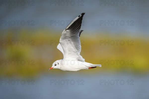 Black-headed gull (Chroicocephalus ridibundus) flying, Camargue, France