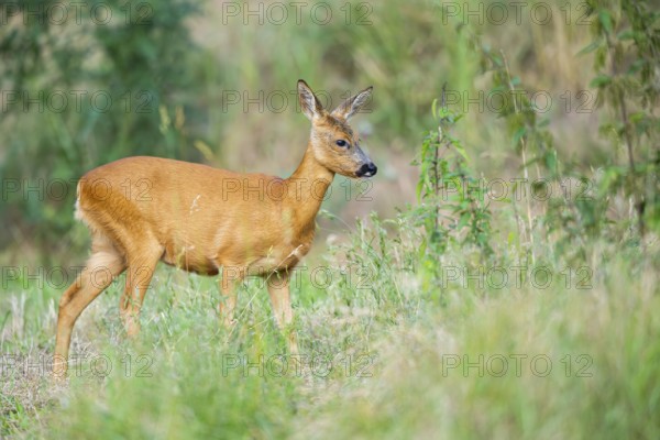 Roe deer (Capreolus capreolus) walking on a meadow in summer, Hesse, Germany