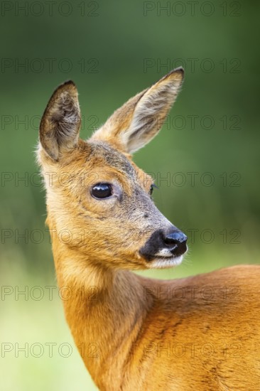 Roe deer (Capreolus capreolus) standing on a meadow in summer, portrait, Hesse, Germany