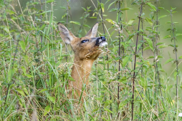 Roe deer (Capreolus capreolus) standing on a meadow in summer, Hesse, Germany