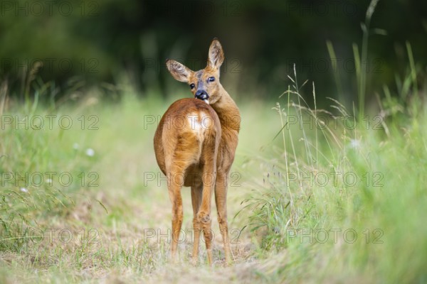 Roe deer (Capreolus capreolus) standing on a meadow in summer, Hesse, Germany