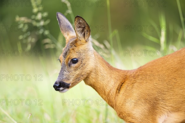 Roe deer (Capreolus capreolus) standing on a meadow in summer, portrait, Hesse, Germany