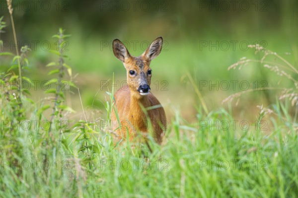 Roe deer (Capreolus capreolus) standing on a meadow in summer, Hesse, Germany
