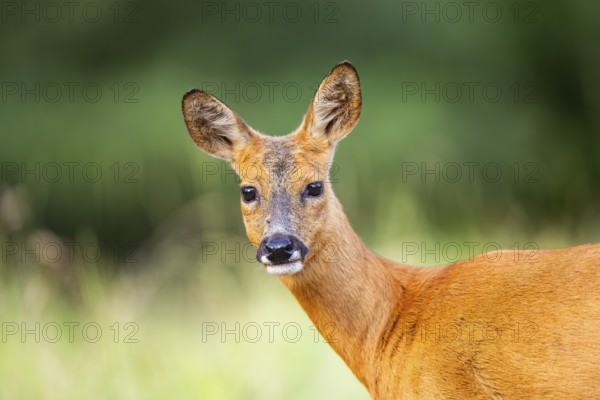 Roe deer (Capreolus capreolus) standing on a meadow in summer, portrait, Hesse, Germany