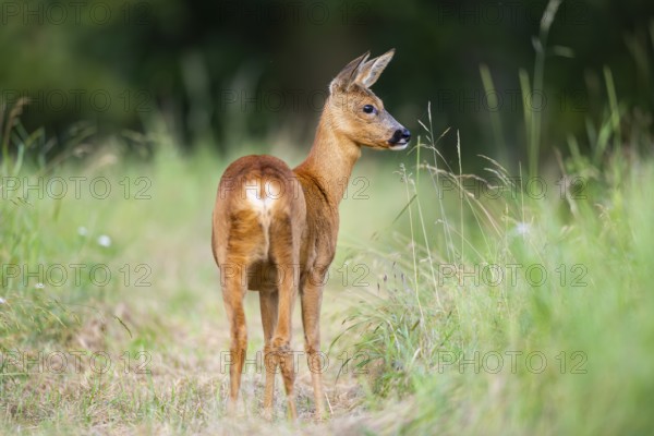 Roe deer (Capreolus capreolus) standing on a meadow in summer, Hesse, Germany