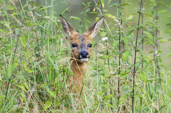 Roe deer (Capreolus capreolus) standing on a meadow in summer, Hesse, Germany