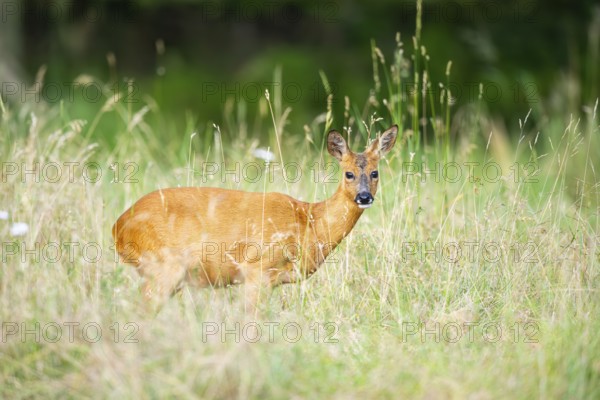 Roe deer (Capreolus capreolus) standing on a meadow in summer, Hesse, Germany