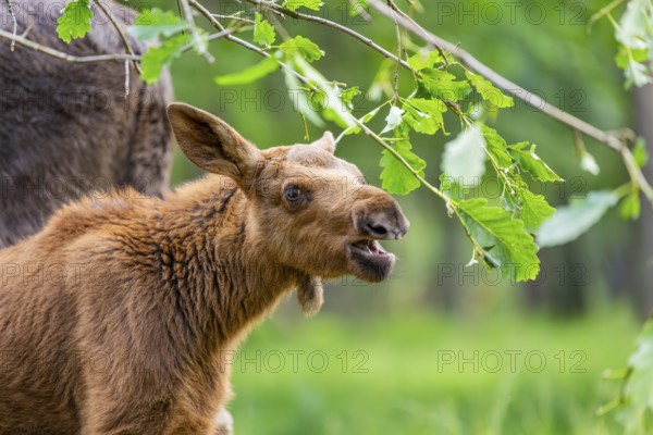 Eurasian elk (Alces alces) youngster standing in a forest in early summer eating leafes from a tree, portrait, Hesse, Germany