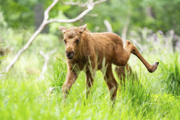Eurasian elk (Alces alces) calf (youngster) walking through a forest in early summer, Hesse, Germany