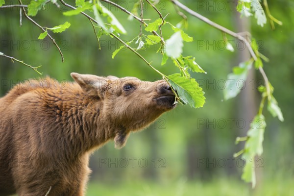 Eurasian elk (Alces alces) youngster standing in a forest in early summer eating leafes from a tree, portrait, Hesse, Germany
