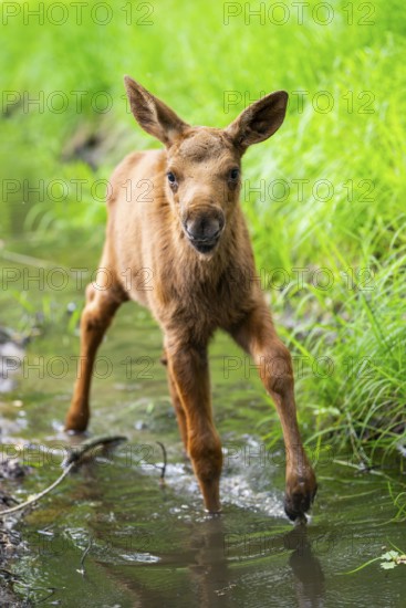 Eurasian elk (Alces alces) calf (youngster) walking in a little stream in a forest in early summer, Hesse, Germany