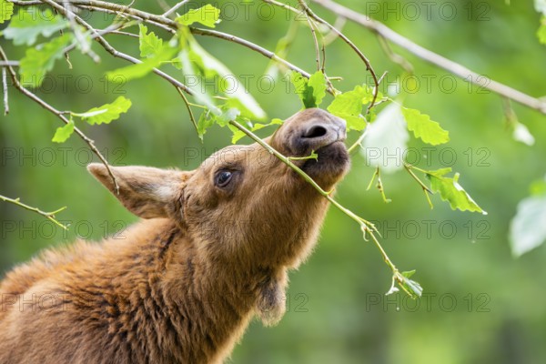 Eurasian elk (Alces alces) youngster standing in a forest in early summer eating leafes from a tree, portrait, Hesse, Germany