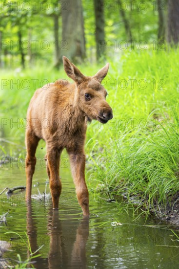 Eurasian elk (Alces alces) calf (youngster) walking in a little stream in a forest in early summer, Hesse, Germany