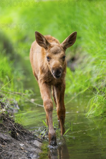 Eurasian elk (Alces alces) calf (youngster) walking in a little stream in a forest in early summer, Hesse, Germany