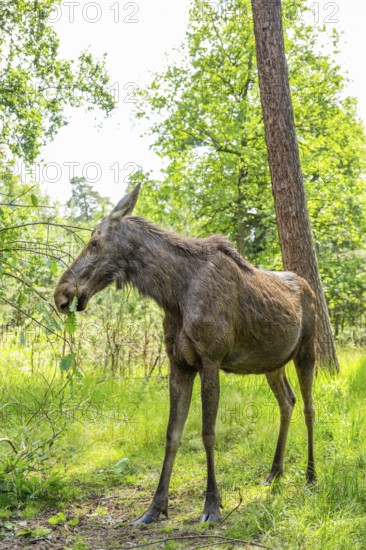 Eurasian elk (Alces alces) standing in a forest in early summer eating leafes from a tree, Hesse, Germany