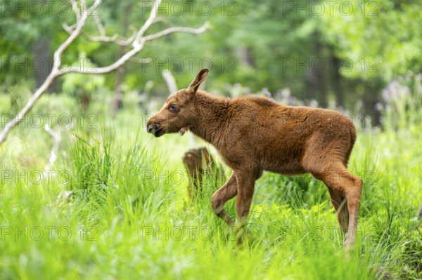 Eurasian elk (Alces alces) calf (youngster) walking through a forest in early summer, Hesse, Germany