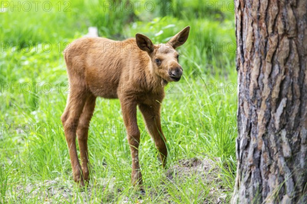 Eurasian elk (Alces alces) calf (youngster) standing in a forest in early summer, Hesse, Germany