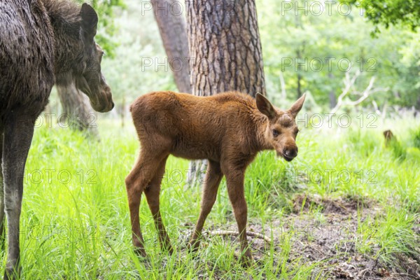 Eurasian elk (Alces alces) mother with her calf (youngster) in a forest in early summer, Hesse, Germany
