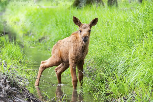 Eurasian elk (Alces alces) calf (youngster) standing in a little stream in a forest in early summer, Hesse, Germany
