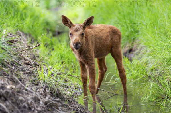 Eurasian elk (Alces alces) calf (youngster) standing in a little stream in a forest in early summer, Hesse, Germany
