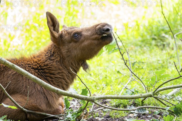 Eurasian elk (Alces alces) youngster lying in a forest in early summer, Hesse, Germany