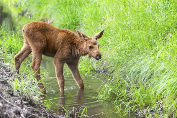 Eurasian elk (Alces alces) calf (youngster) standing in a little stream in a forest in early summer, Hesse, Germany