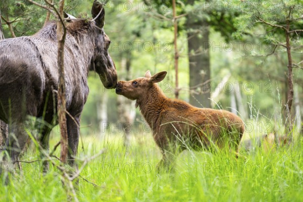 Eurasian elk (Alces alces) mother with her calf (youngster) in a forest in early summer, Hesse, Germany