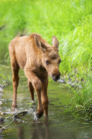 Eurasian elk (Alces alces) calf (youngster) walking in a little stream in a forest in early summer, Hesse, Germany