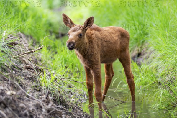 Eurasian elk (Alces alces) calf (youngster) standing in a little stream in a forest in early summer, Hesse, Germany