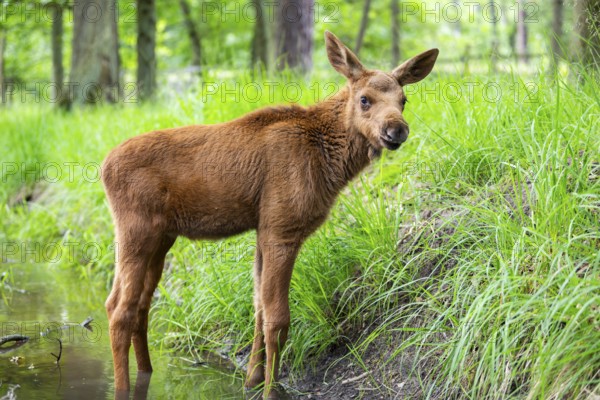 Eurasian elk (Alces alces) calf (youngster) standing in a little stream in a forest in early summer, Hesse, Germany