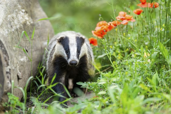 European badger (Meles meles) walking through the grass, Hesse, Germany