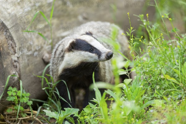 European badger (Meles meles) walking through the grass, Hesse, Germany