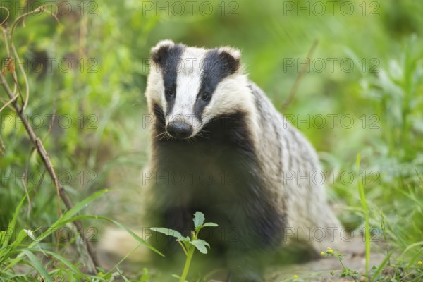 European badger (Meles meles) sitting on the ground, Hesse, Germany