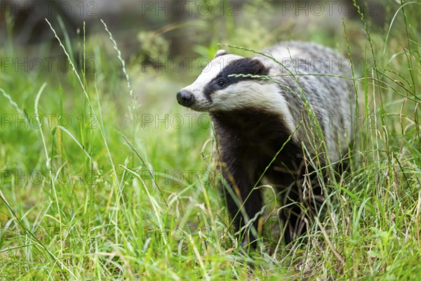 European badger (Meles meles) standing in the grass, Hesse, Germany