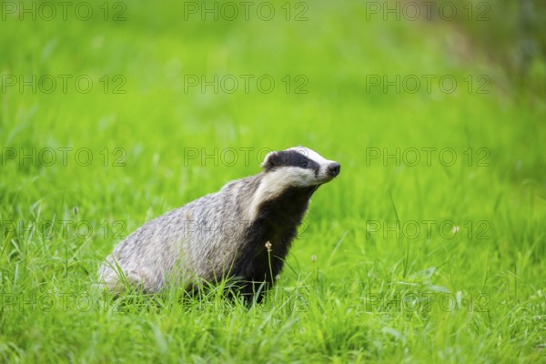 European badger (Meles meles) sitting in the grass, Hesse, Germany