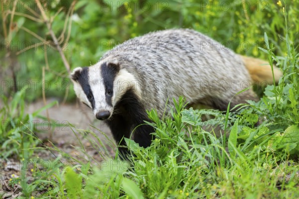 European badger (Meles meles) walking through the grass, Hesse, Germany