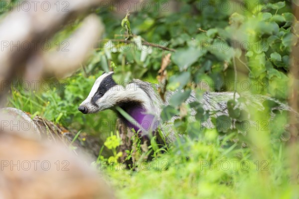 European badger (Meles meles) walking through the grass, Hesse, Germany