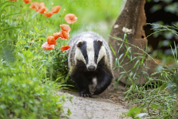 European badger (Meles meles) walking through the grass, Hesse, Germany