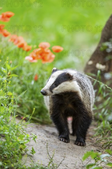 European badger (Meles meles) standing in the grass, Hesse, Germany